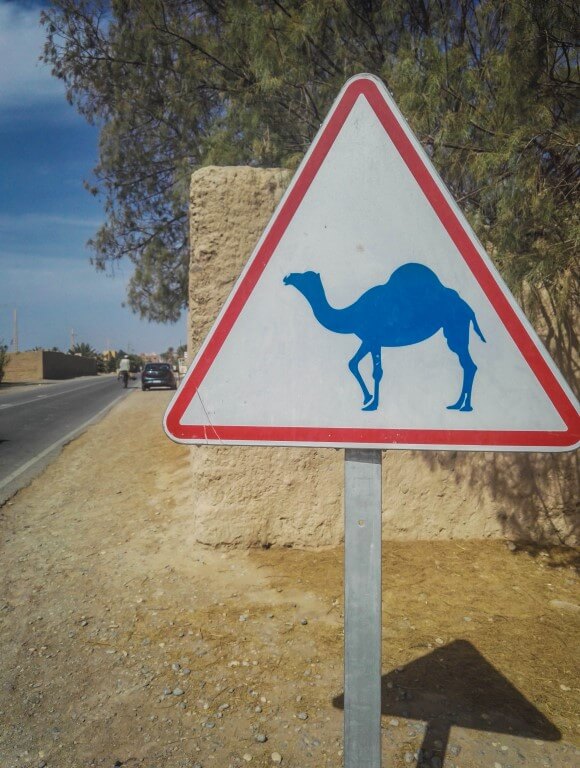 Paseo en Camellos